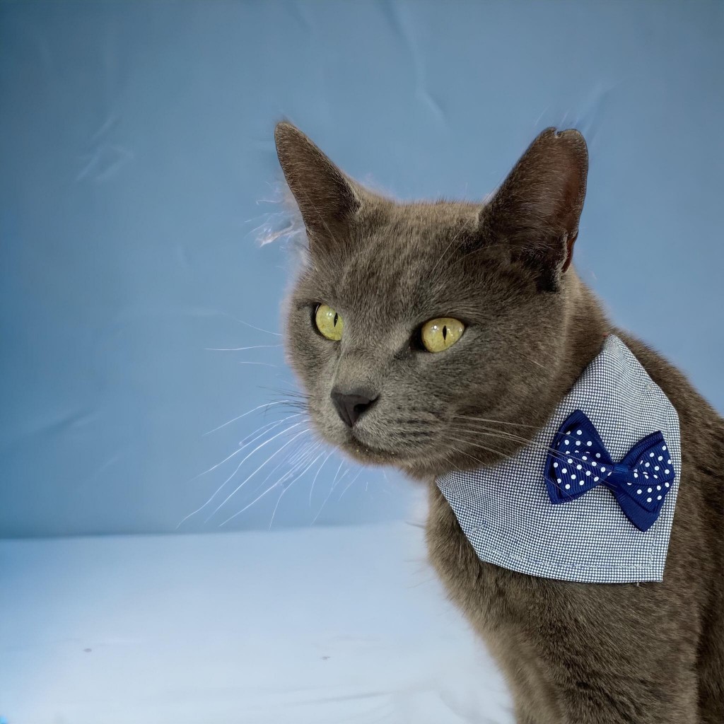 Dinner Date Navy Kedi Bandana, Fular, Kedi Kıyafeti Kedi Elbisesi, Kedi Tasması