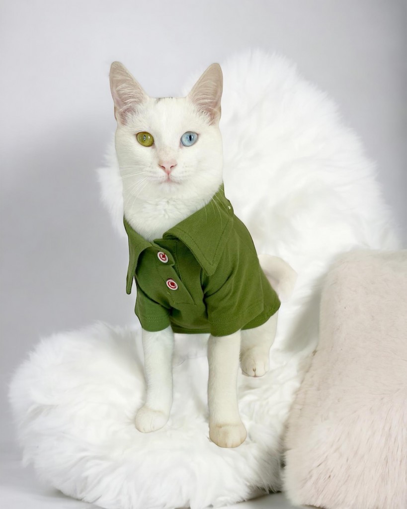 Grass Green Kedi Gömleği Kedi Kıyafeti  Kedi Elbisesi