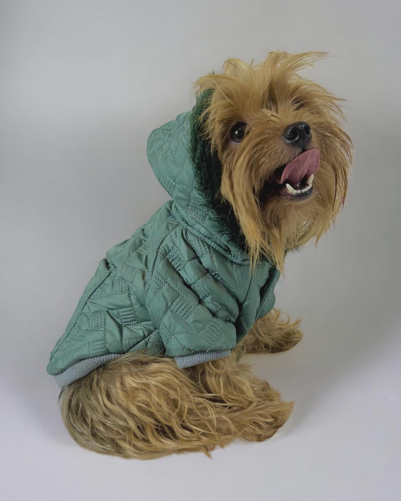 Green Comfy Köpek Montu, Köpek Ceketi, Köpek Dış Giyim