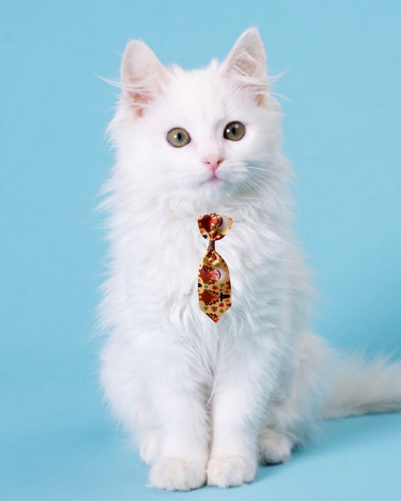 Happy Chicken Kedi Kravatı Kedi Aksesuarı