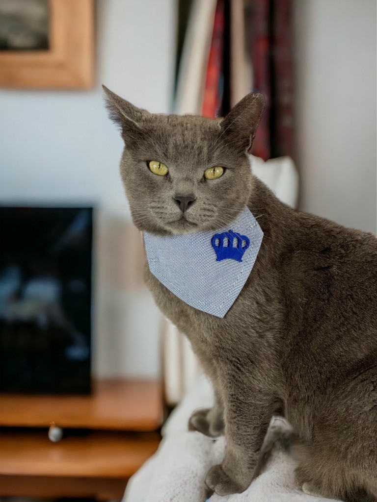 King Blue Kedi Bandana, Fular, Kedi Kıyafeti Kedi Elbisesi, Kedi Tasması