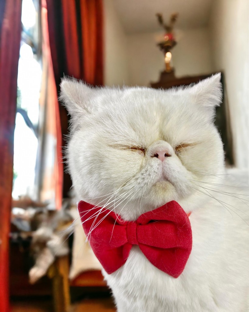Maxi Rouge Kedi Papyonu Kurdela Tasma Yılbaşı Noel