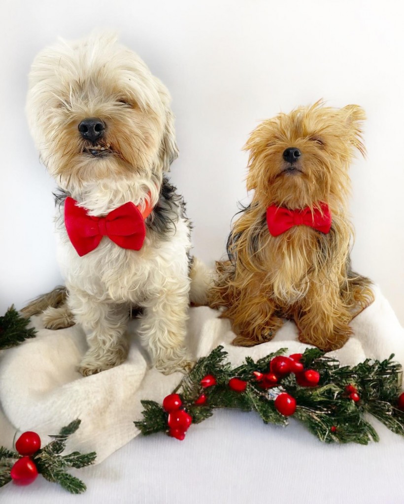 Mini Rouge Köpek Papyonu Kurdela Tasma Yılbaşı Noel