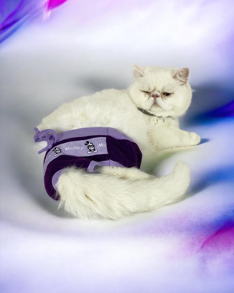 Mor Sevimli Fare Kemique's Secret Kedi İç Çamaşırı  Regl Külot  Don