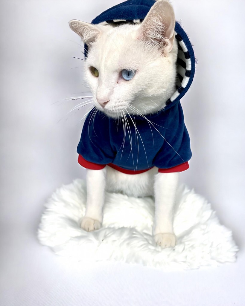Neo Tommie Kapşonlu Kedi Sweatshirt Kedi Kıyafeti Kedi Elbisesi Kedi Giyim
