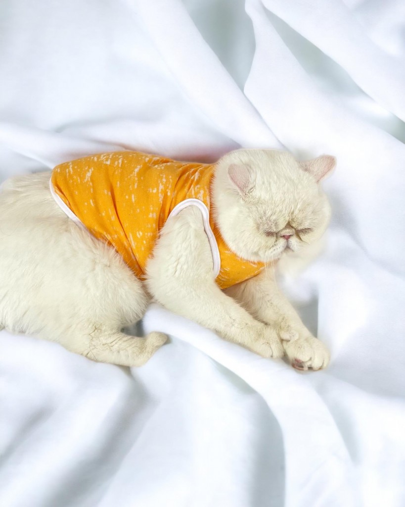 Orange Stripe Atlet Kedi Kıyafeti Kedi Elbisesi