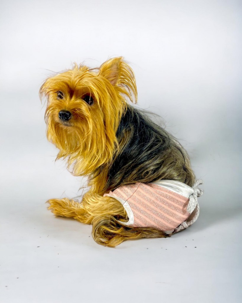 Pink Shine Kemique's Secret Köpek İç Çamaşırı Regl Külot Don
