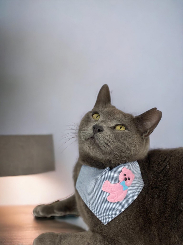 Pink Teddy Kedi Bandana, Fular, Kedi Kıyafeti Kedi Elbisesi, Kedi Tasması