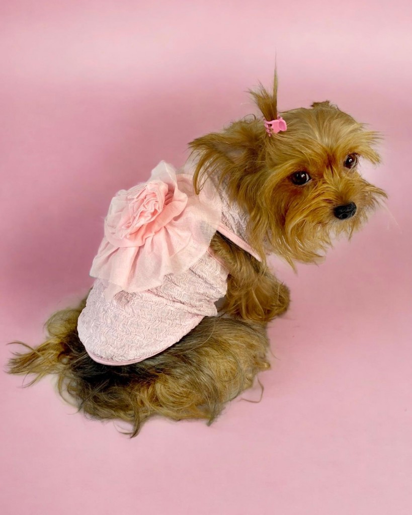 Rosie Rose Tişört Köpek Kıyafeti Köpek Elbisesi Köpek Kostümü