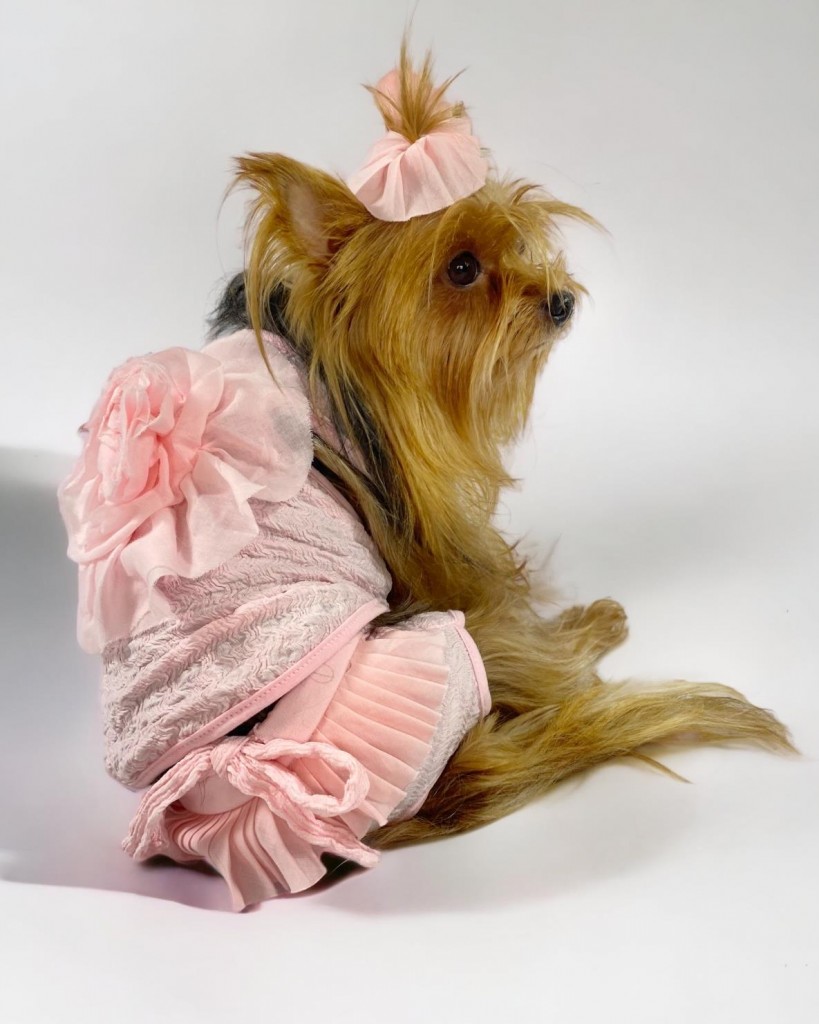 Rosie Rose Tişört Ve İç Çamaşırı Set Köpek Kıyafeti Köpek Kostümü