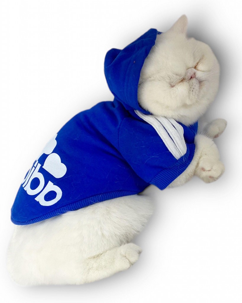 Saks Mavi Adidog Kapşonlu Kedi Sweatshirt Kedi Kazağı Duo
