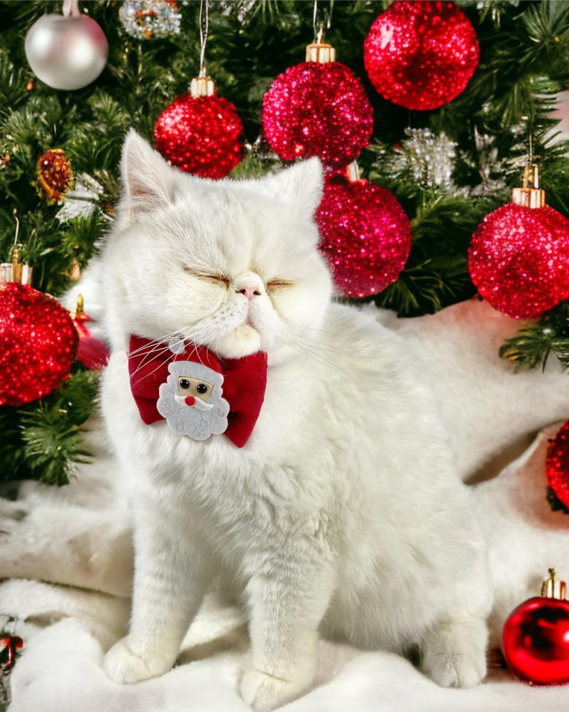 Santa Neo Kedi Papyonu Kurdela Tasma Yılbaşı Noel