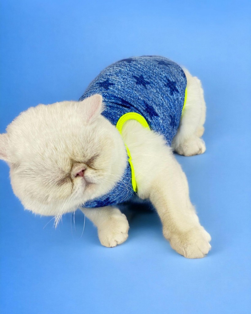 Starcle Blue Atlet Kedi Kıyafeti Kedi Elbisesi