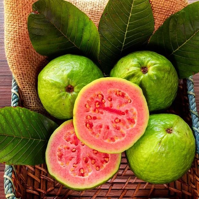 Tüplü Guava Fi̇dani Yaş 1 Boy 40-60Cm
