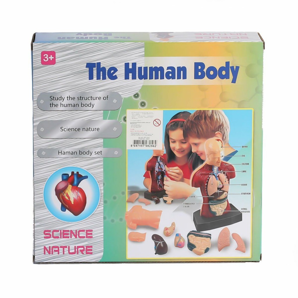 Kzl-3301 İnsan Vücudunu Öğreniyorum Seti -Kızılkaya