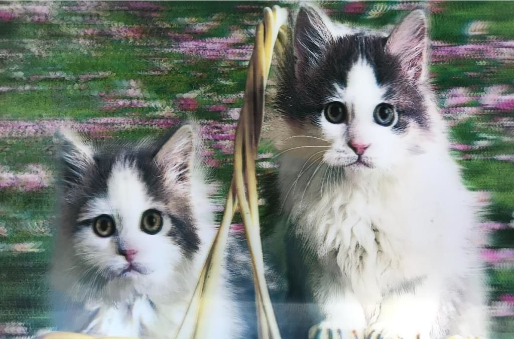 5D Elmas Boyama Sevimli Kediler İkili Kedi Resmi Tablosu 40X60 Cm