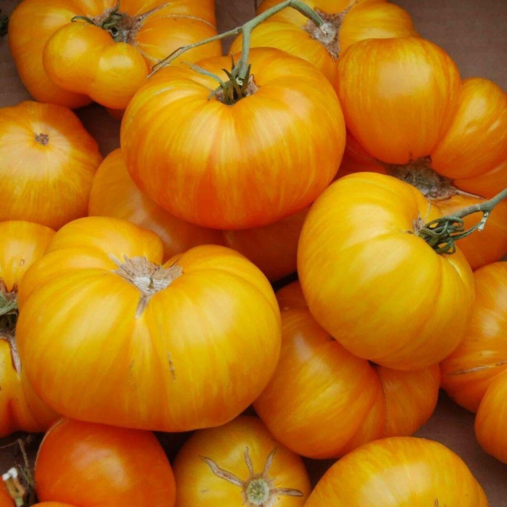 Big Yellow Domates (Tomatoes) Tohumu (15 Tohum)
