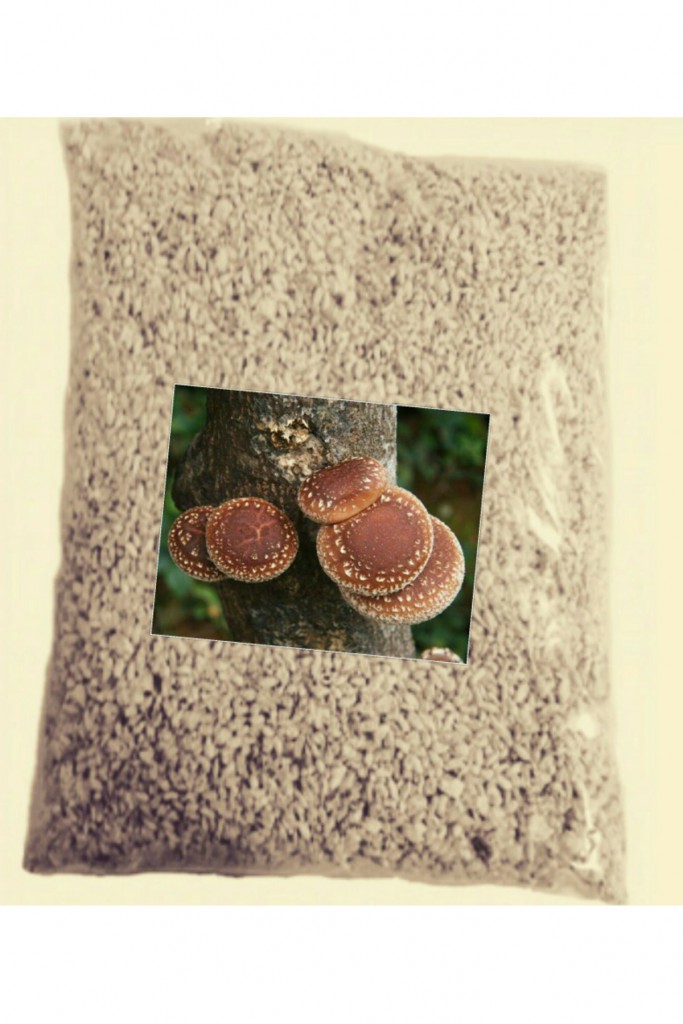 Shiitake Şitaki Mantarı Tohumu 1 Kg