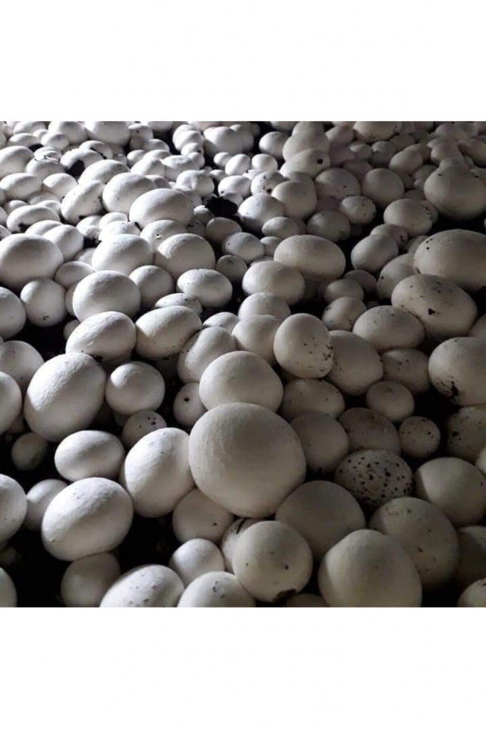 10.000 Adet Beyaz Şapkalı Kültür Mantarı Tohumu