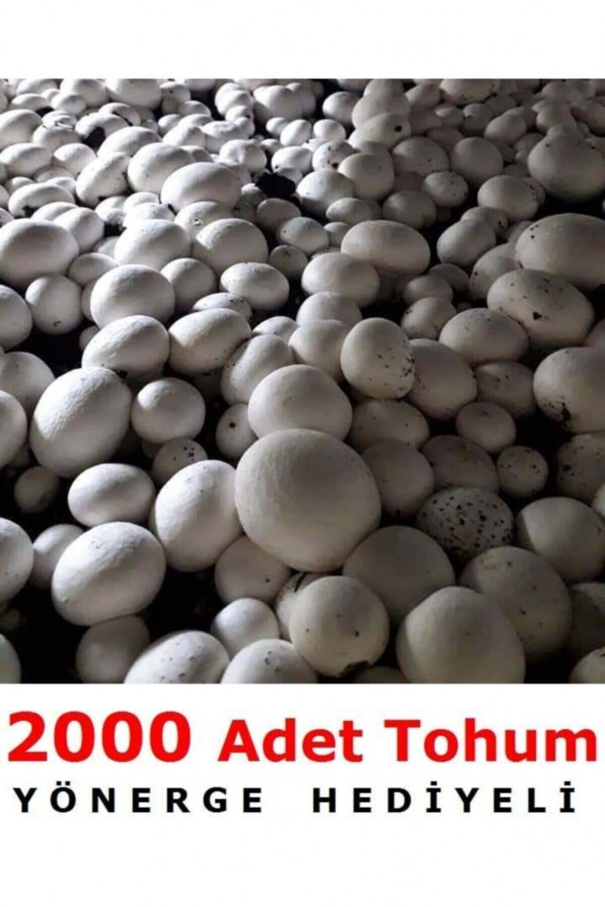 2000 Adet Beyaz Şapkalı Kültür Mantarı Tohumu