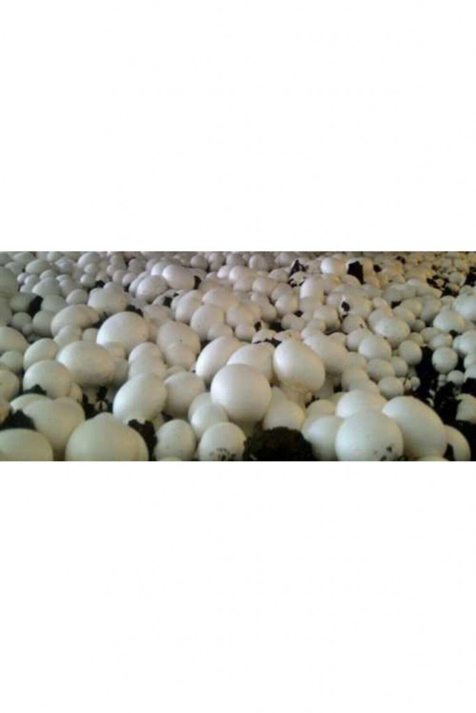 20.000 Adet Beyaz Şapkalı Kültür Mantarı Tohumu, Mantar Ekim Poşeti Ve Ekim Yönergesi