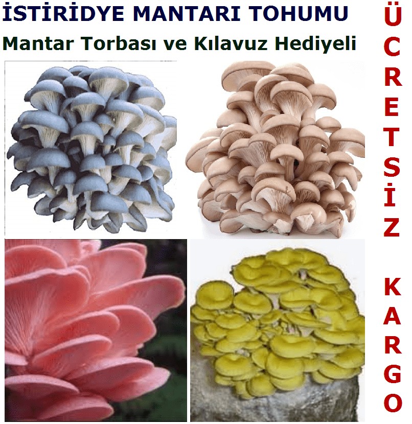 İsti̇ri̇dye Kavak Mantari Tohumu (100 Gr Süper Kalite)